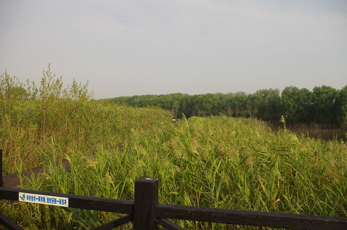 IMGP0606.JPG