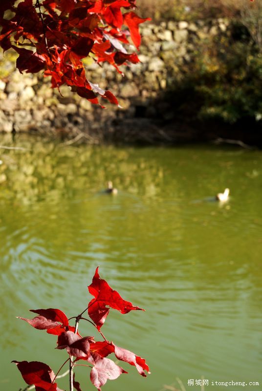 DSC04381.jpg