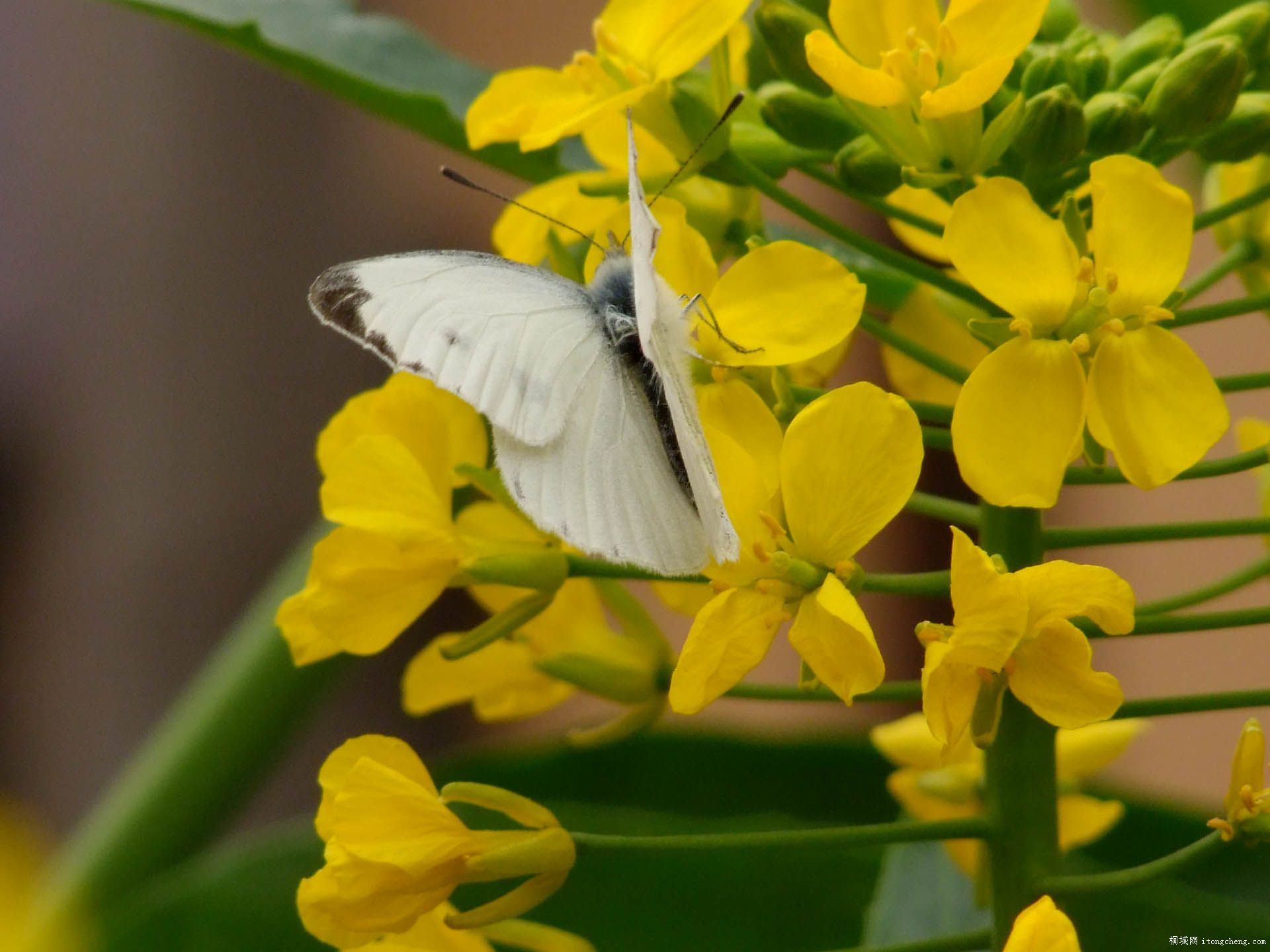DSCF1244.JPG