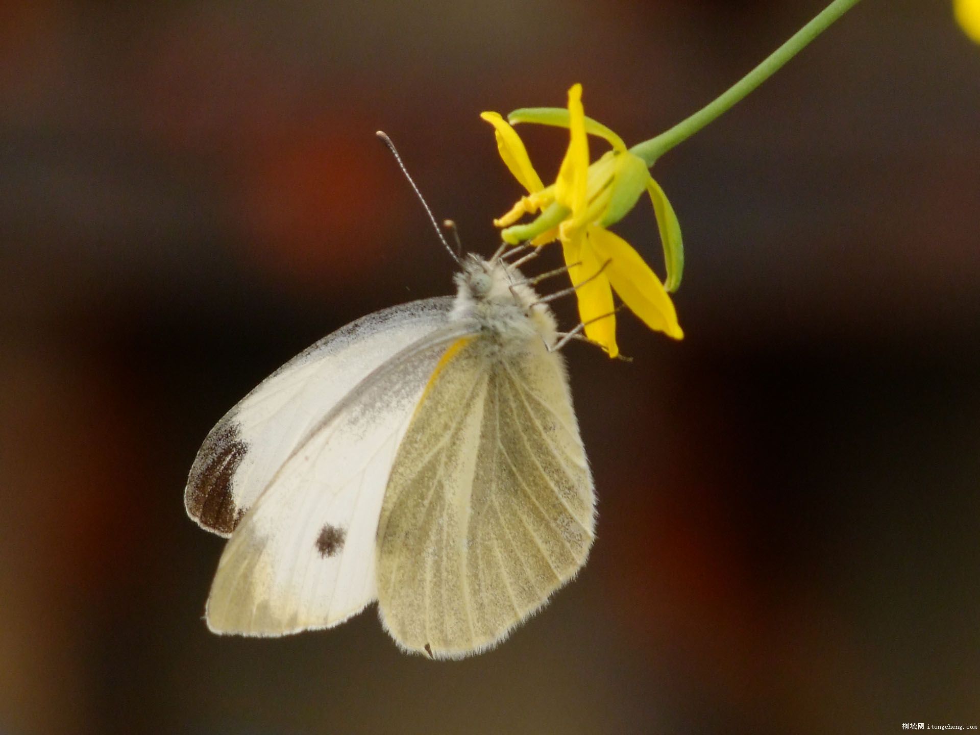 DSCF1246.JPG