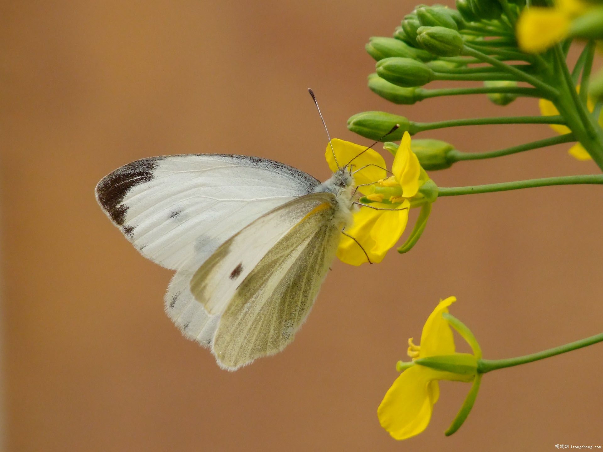 DSCF1247.JPG