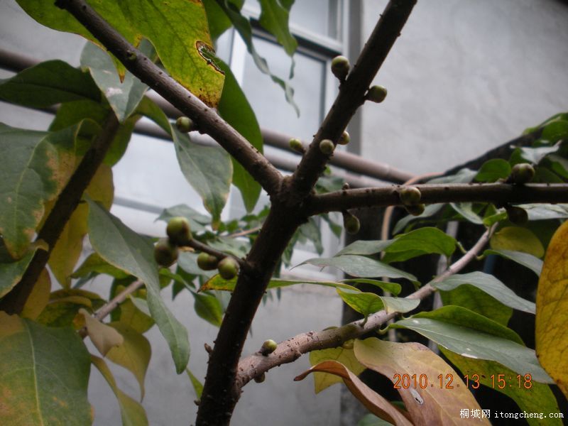 DSCN2938.JPG