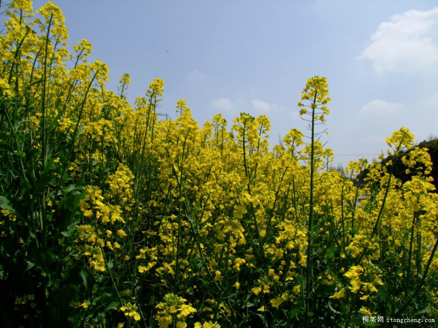 DSCF0006.JPG