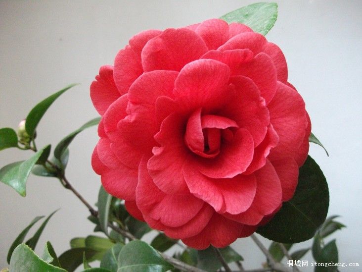 conew_Ƭ 025.jpg