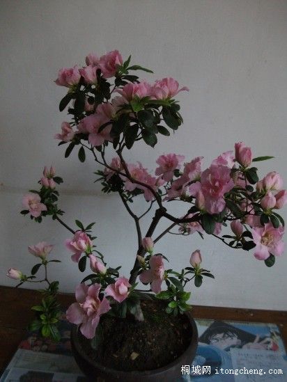 conew_Ƭ 007.jpg