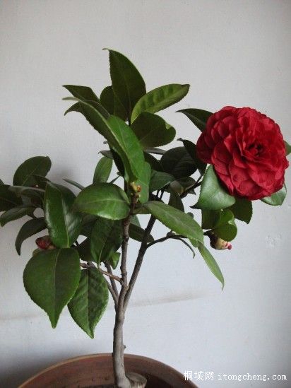 conew_Ƭ 045.jpg