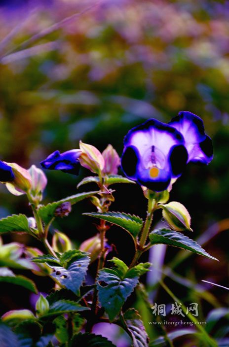 DSC_2555.jpg
