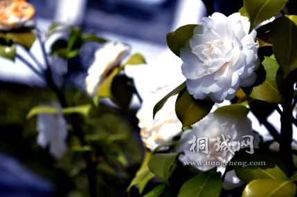 DSC_3329.jpg
