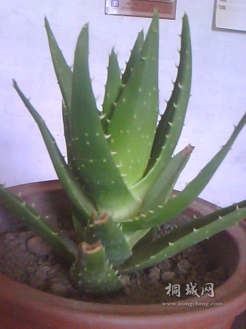 IMG0620A.jpg