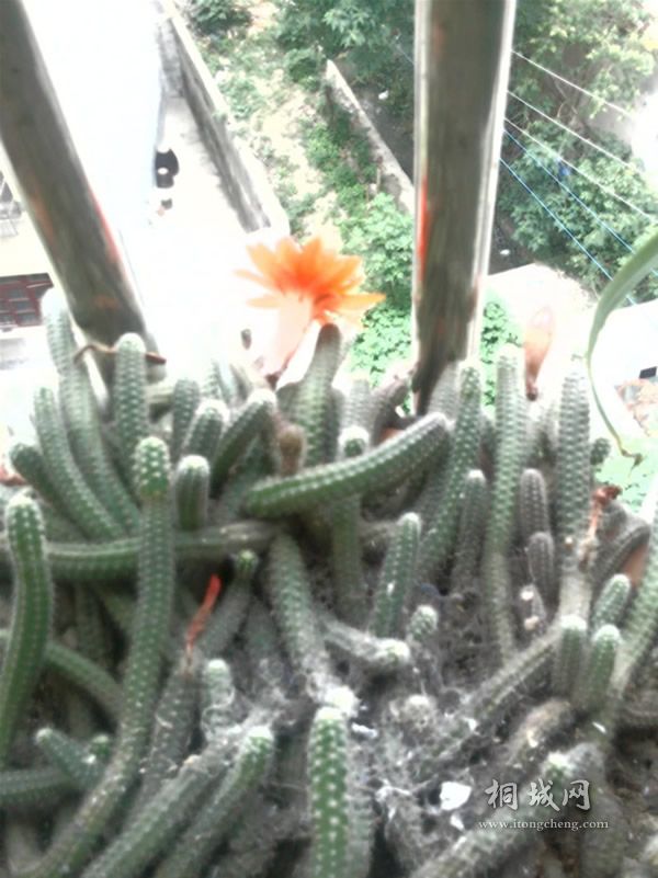IMG0602123200.jpg
