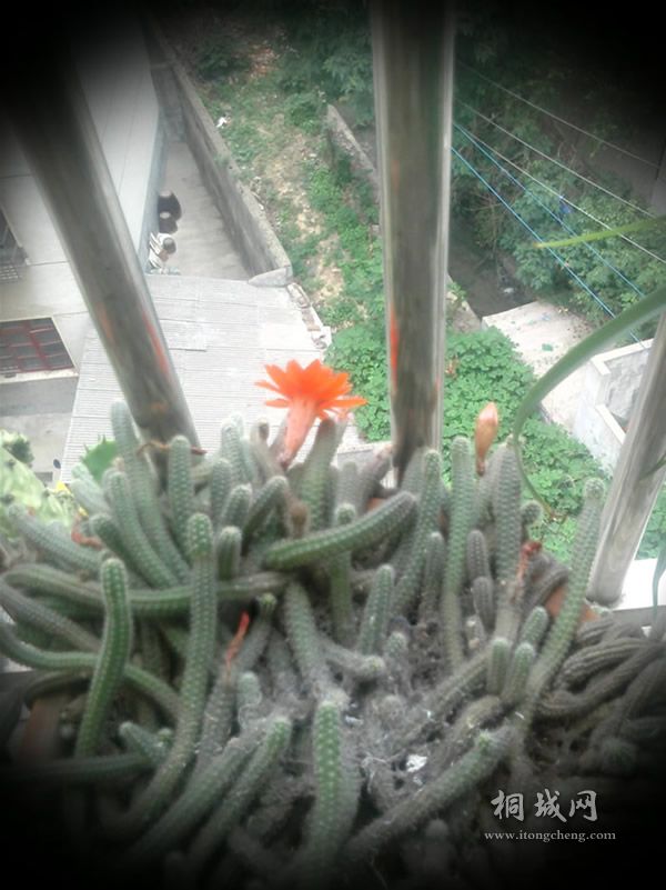 IMG0602123400.jpg