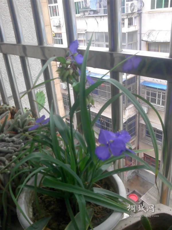 IMG0604153300.jpg