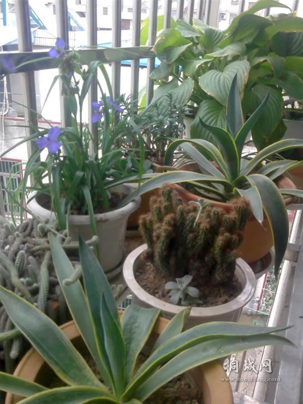 IMG0604153501.jpg