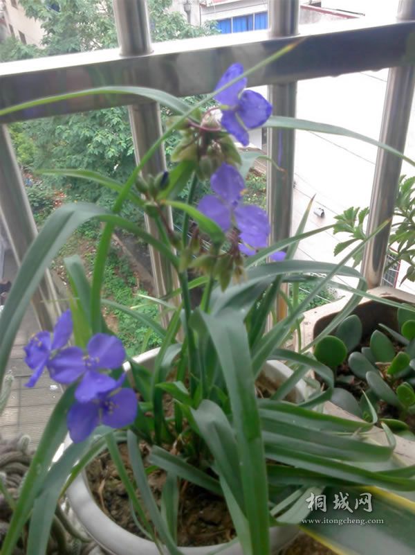 IMG0604153600.jpg