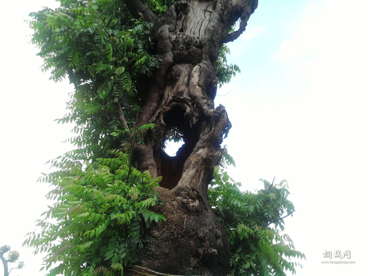 Ƭ-0022.jpg