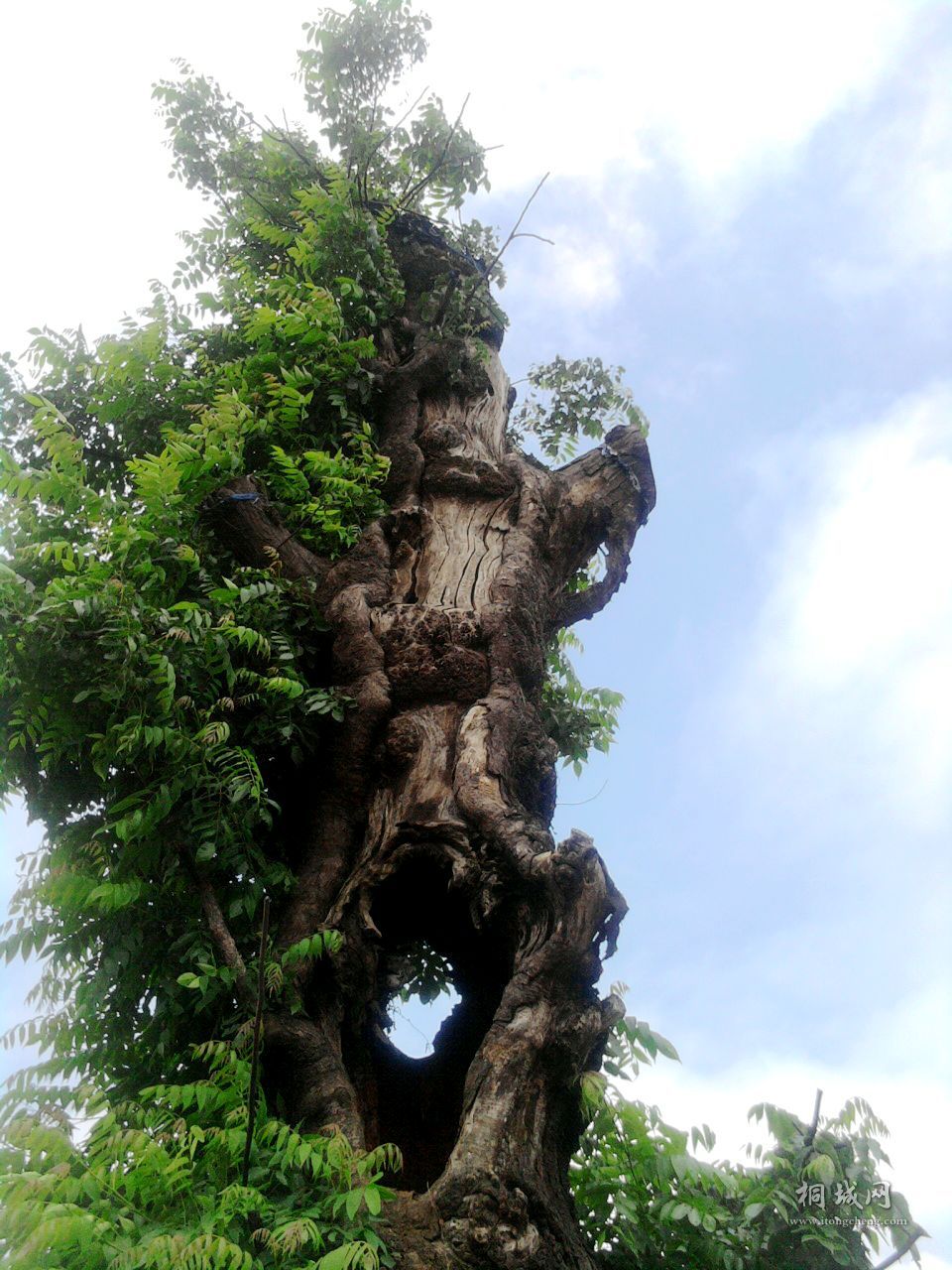 Ƭ-0025.jpg