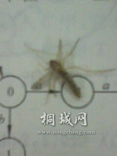 IMG1141A.jpg