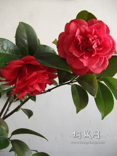 conew_Ƭ 016.jpg