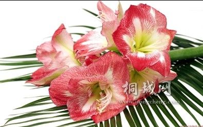 I8Z8JM4_C(RM_~C`]X6HL.jpg