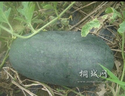 ���������� ����.jpg