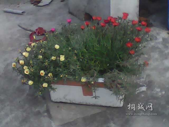 IMG0220A.jpg