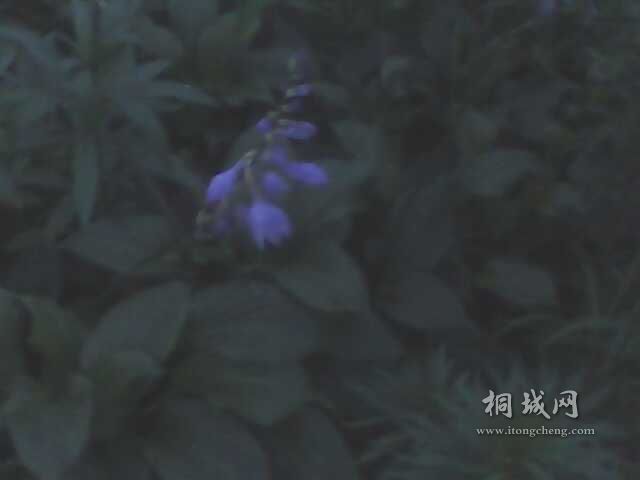 IMG0210A.jpg