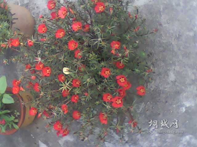 IMG0218A.jpg