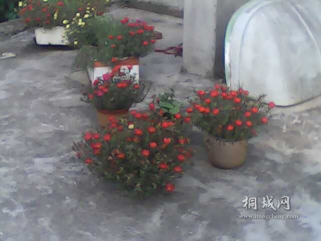 IMG0219A.jpg