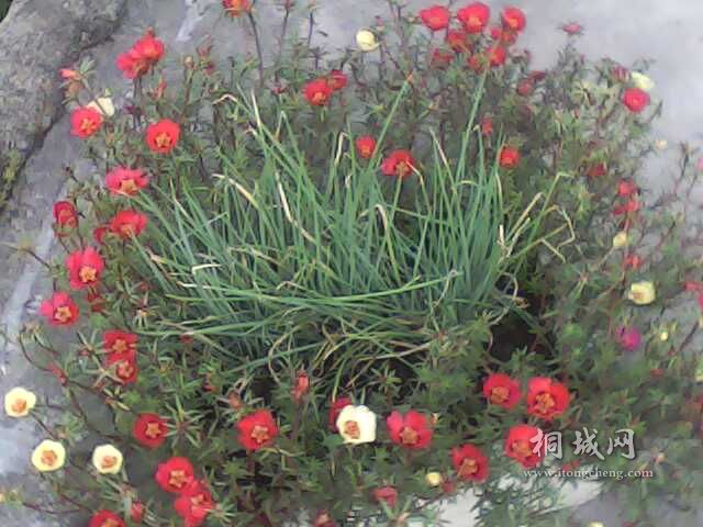 IMG0222A.jpg