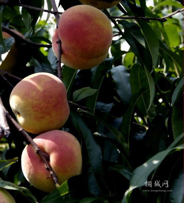 2011062015004456.jpg