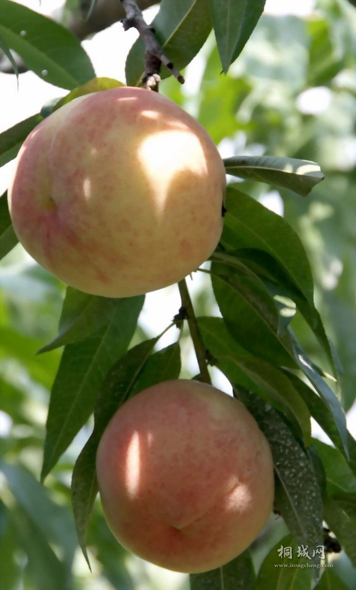 2011062015004459.jpg
