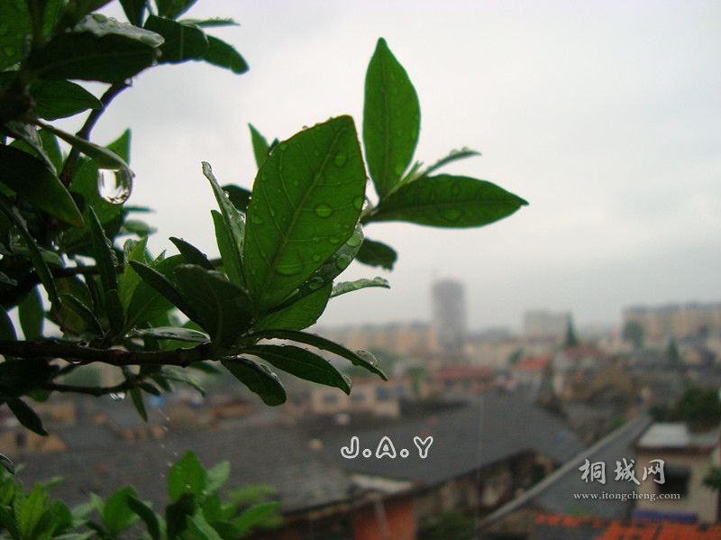 DSC02977_.jpg