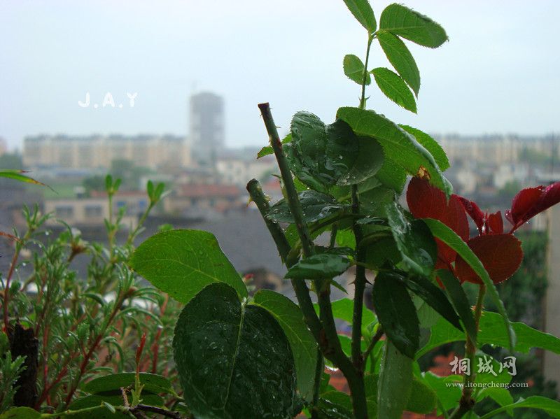 DSC02976_.jpg