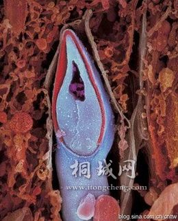 һ�����ӵ������档�Ŵ����ʴ����ھ��ӵ�ͷ����