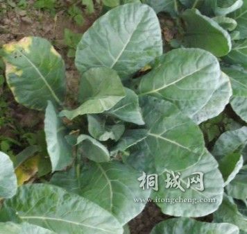 �������ĵ�