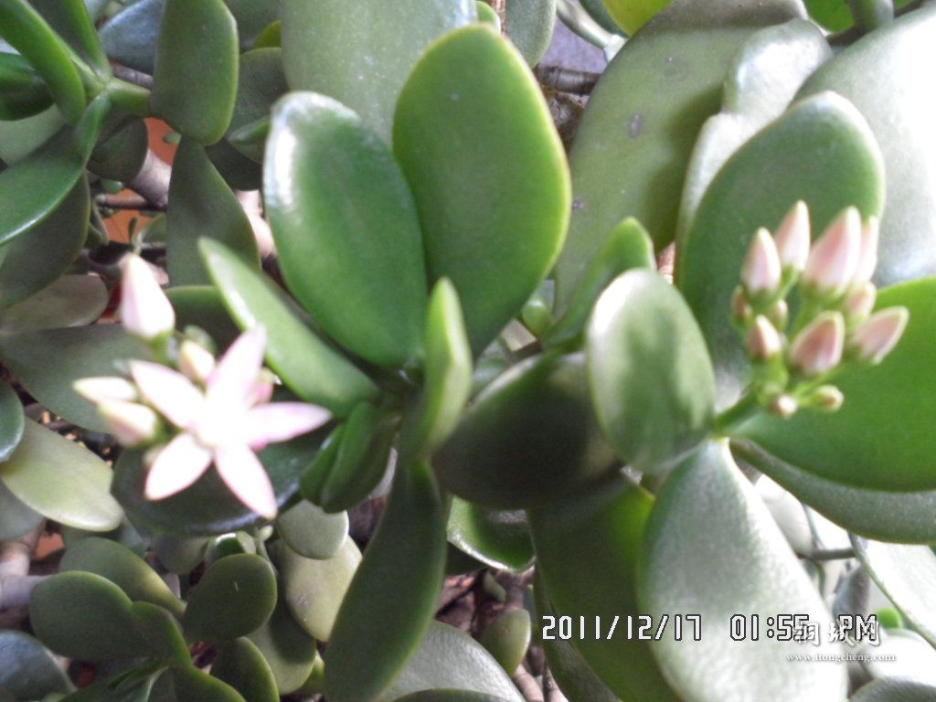 SAM_1044.JPG