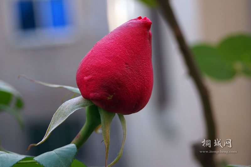 DSC00001_.jpg