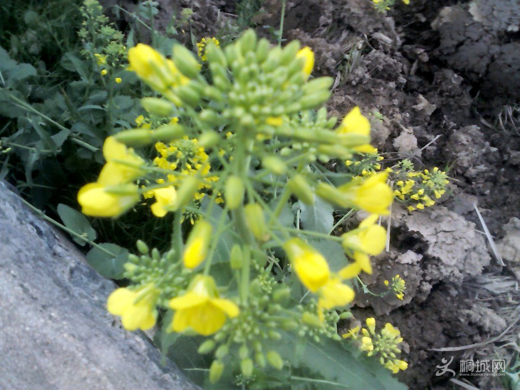 YP20120402074116.jpg