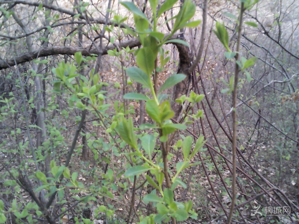 YP20120402092343.jpg