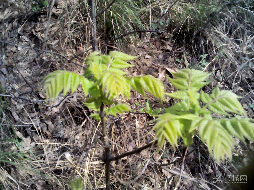 YP20120402094214.jpg