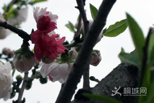 IMG_7996.jpg