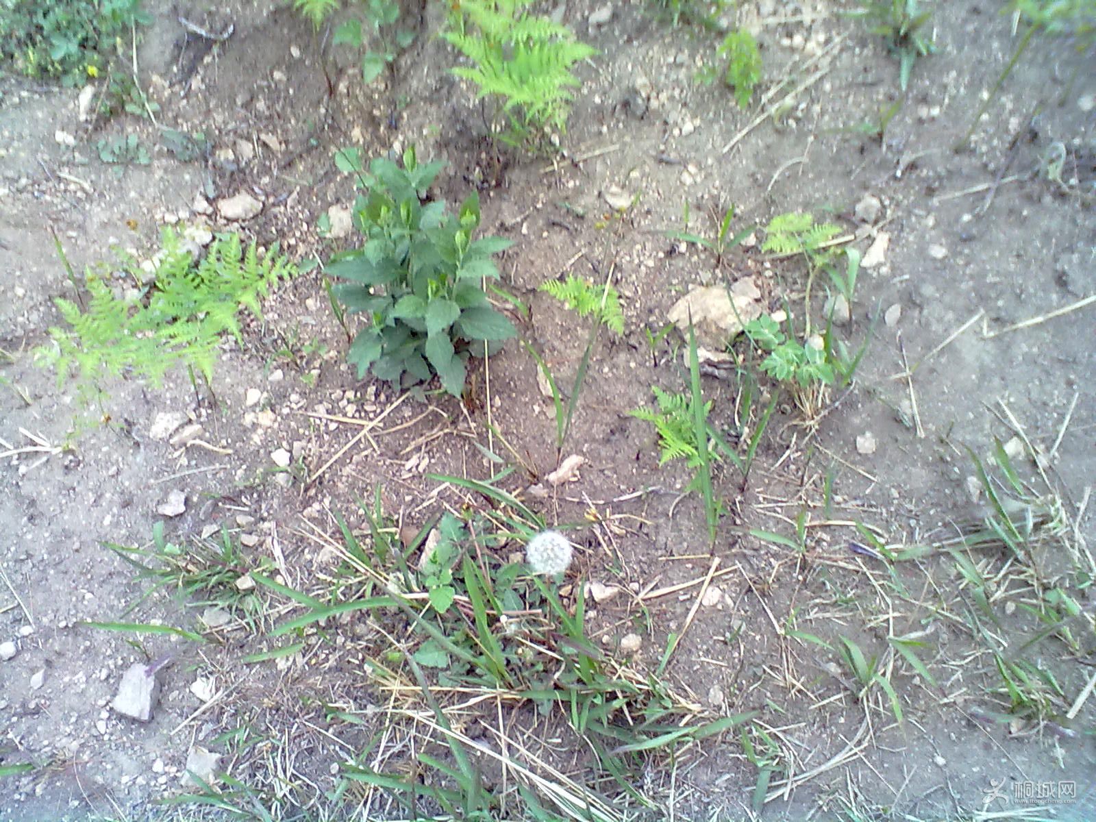 20120418278.jpg