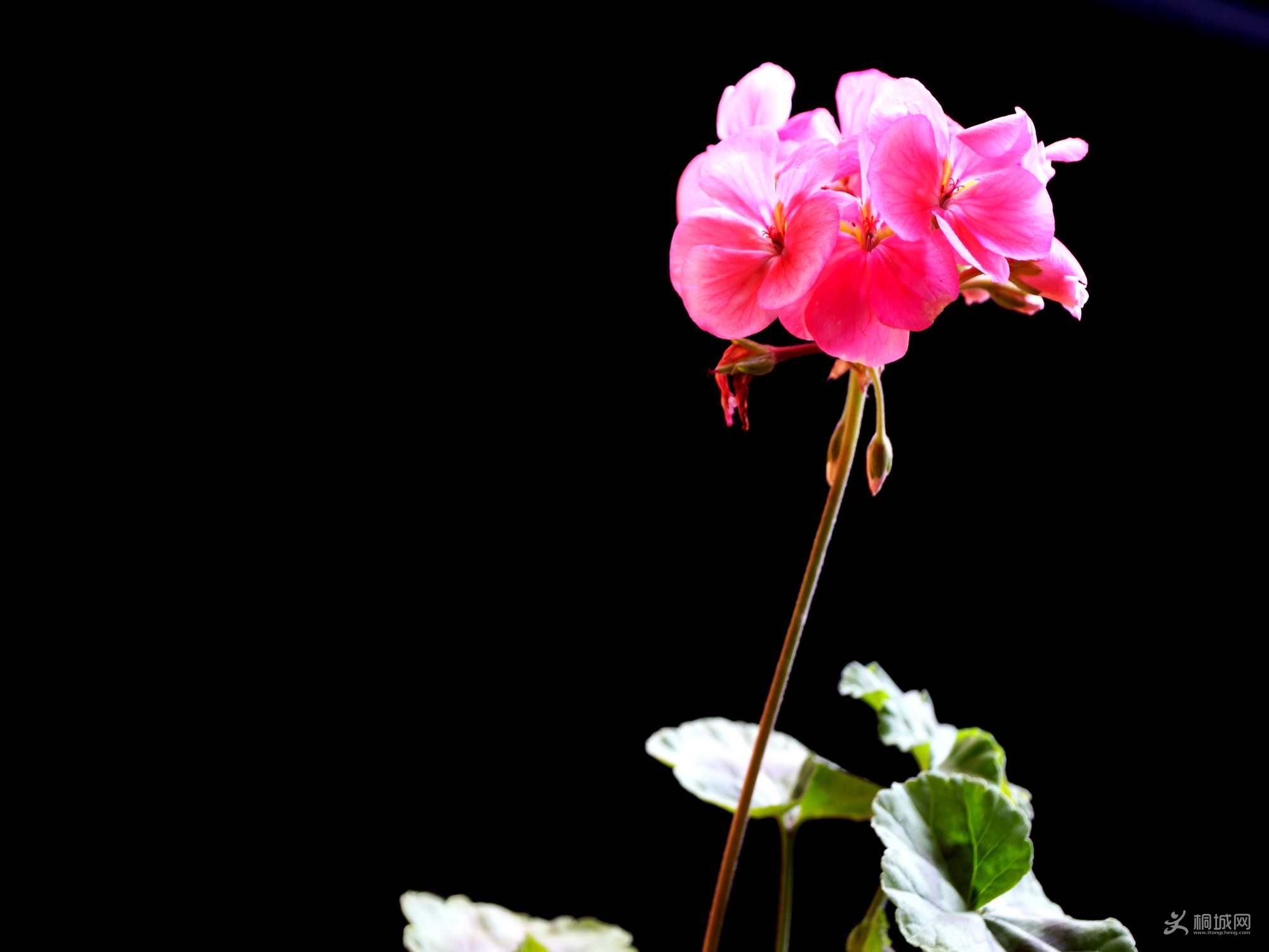 DSC00143.jpg
