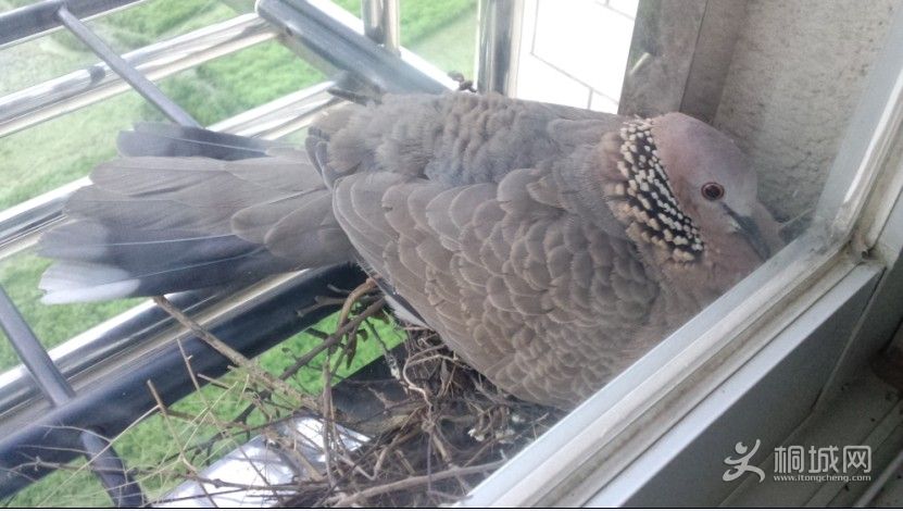 �����ڻ������������