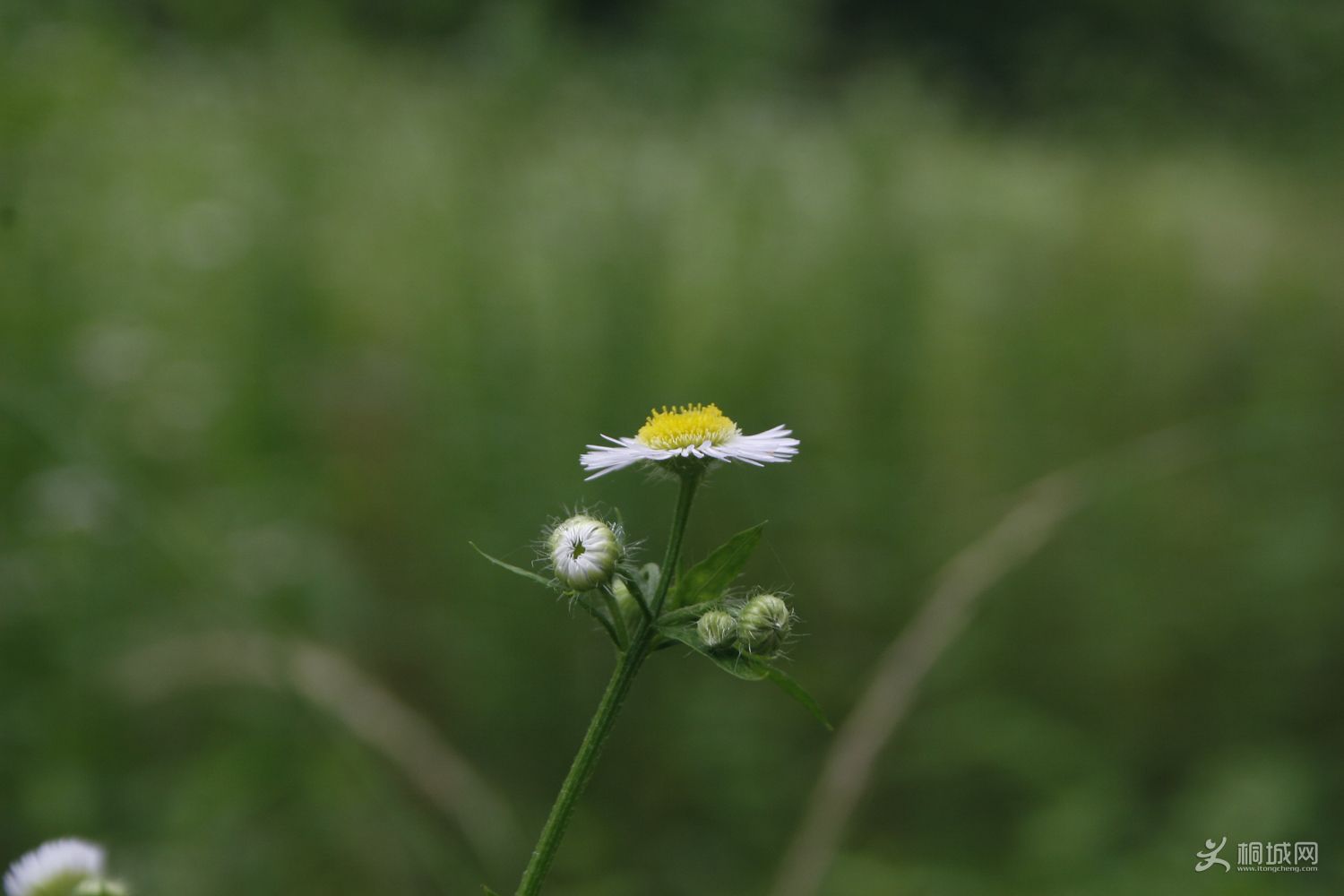 _MG_1503.JPG
