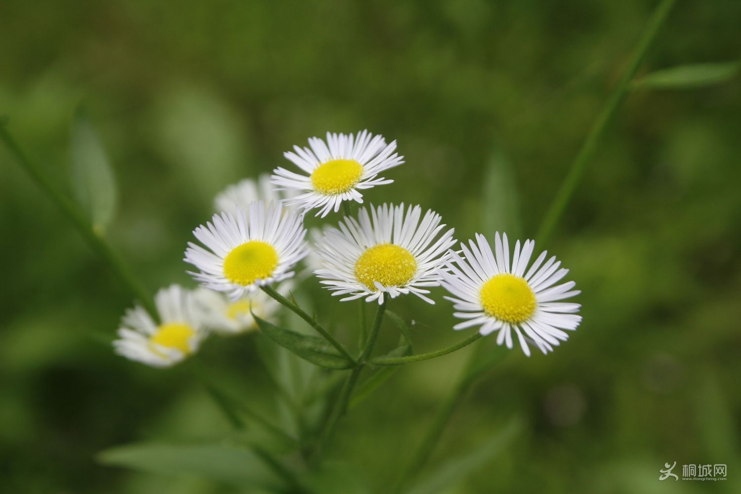 _MG_1504.JPG
