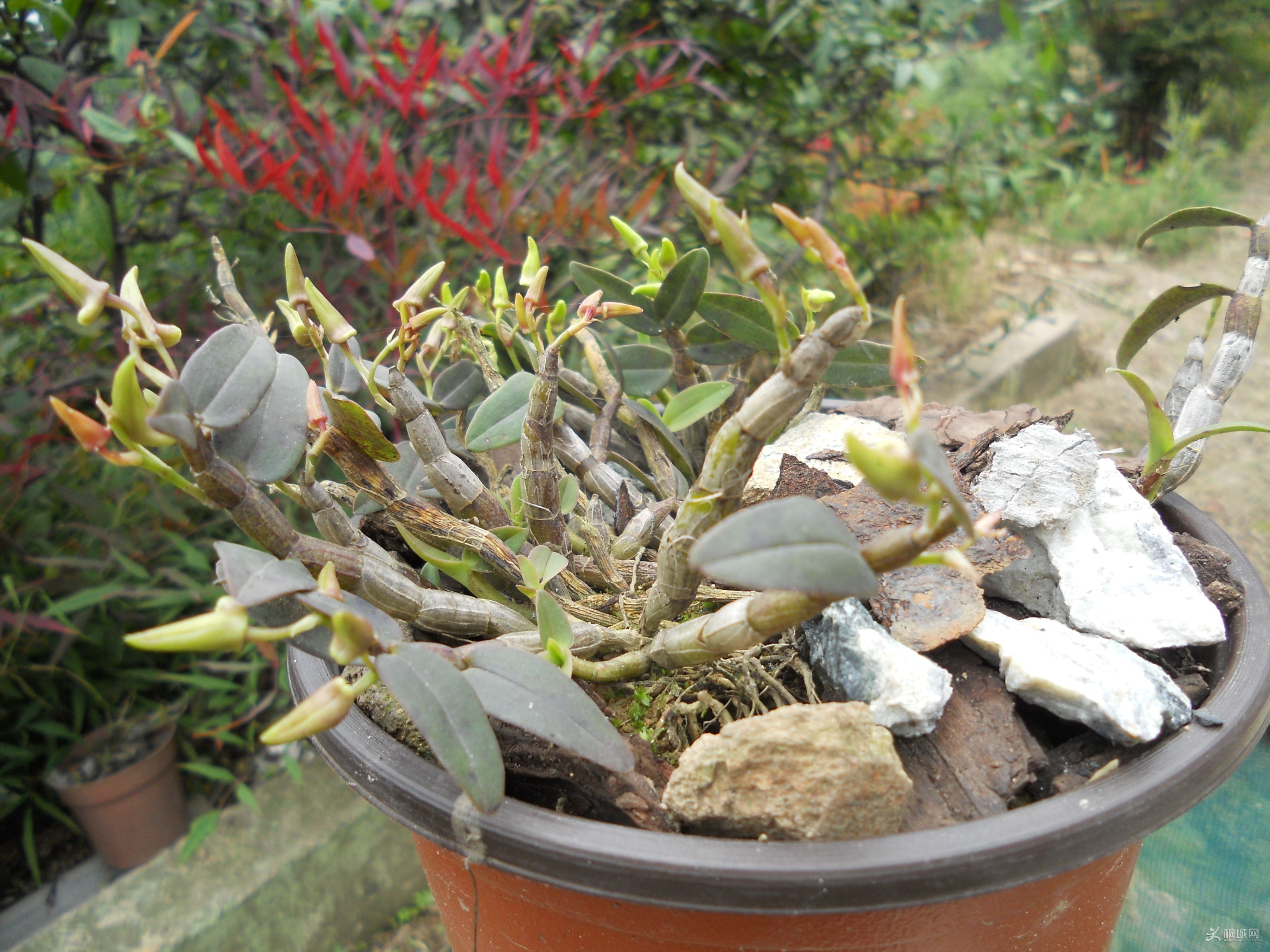 DSCN0448.jpg
