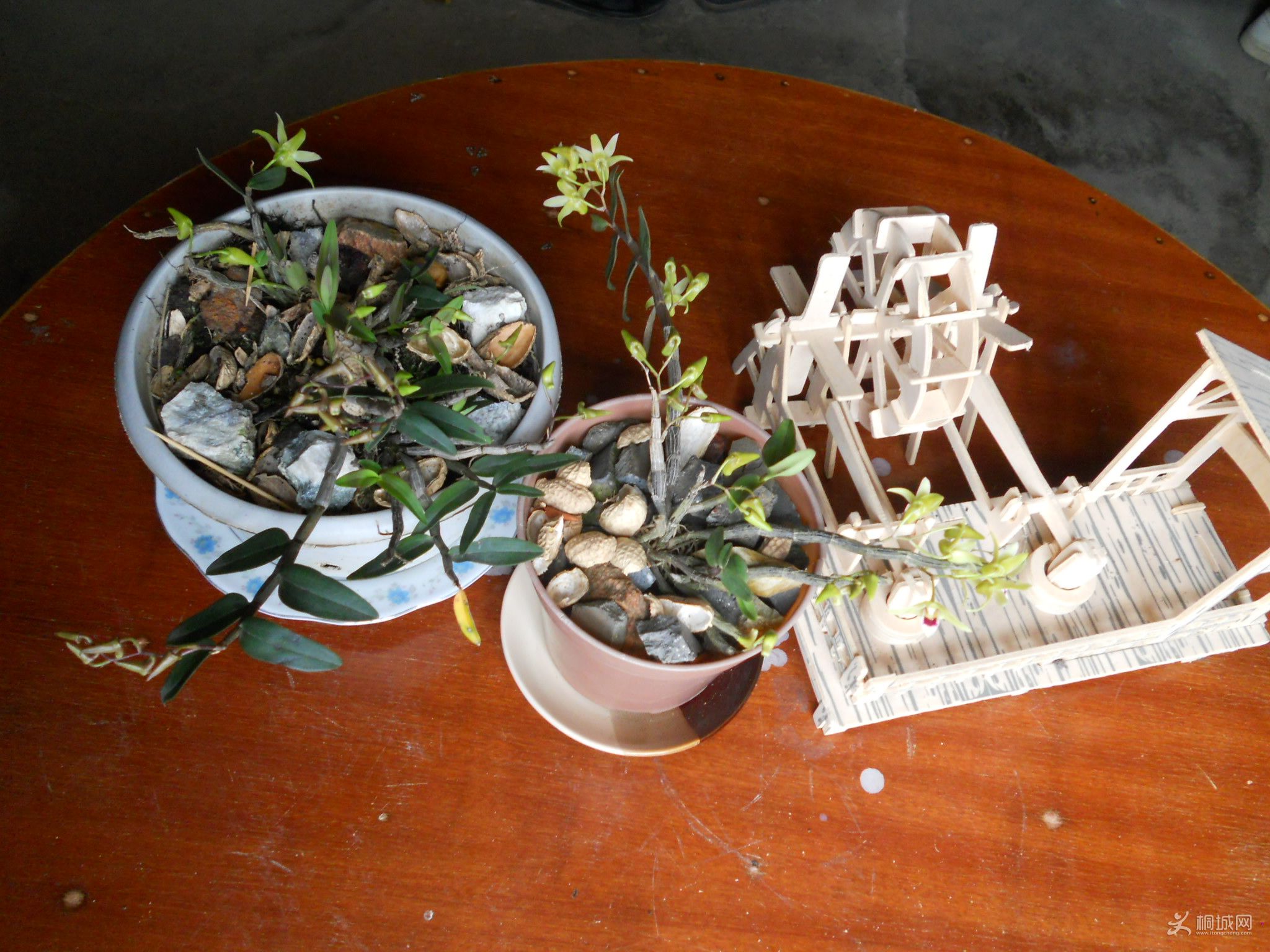 DSCN0562.jpg