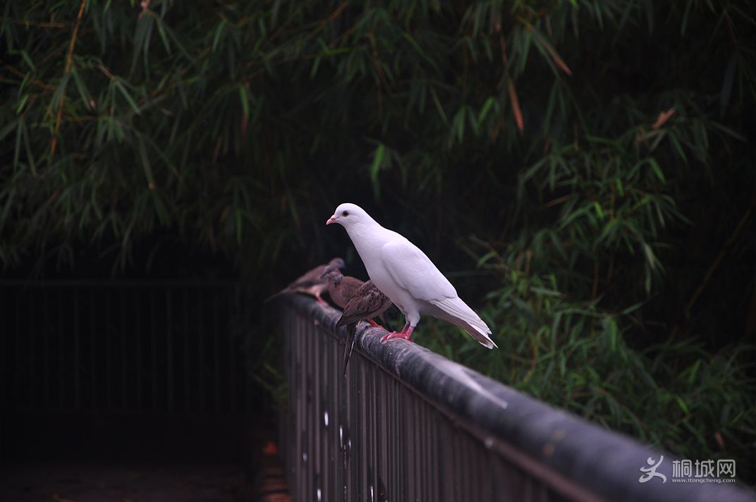 DSC_0121.jpg