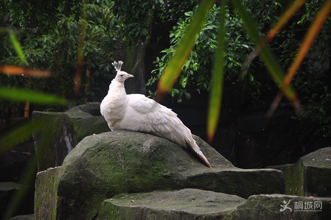 DSC_0157.jpg